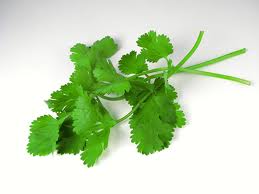 How To Keep Cilantro Fresh